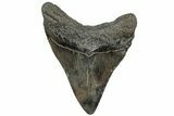 Fossil Megalodon Tooth - South Carolina #310043-1